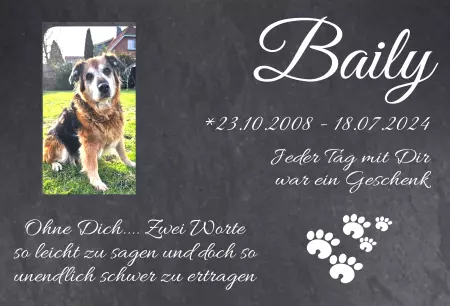 TierschildHunde Baily Bild