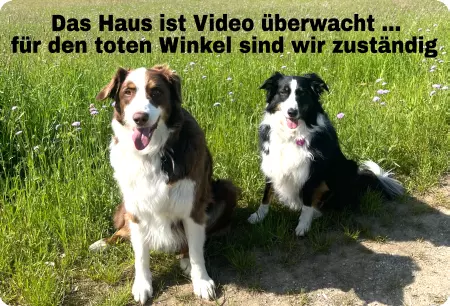 TierschildHunde Das Haus ist Video überwacht Bild