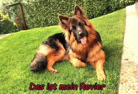 TierschildHunde Das ist mein Revier Bild