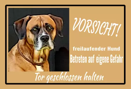 TierschildHunde Freilaufender Hund Bild