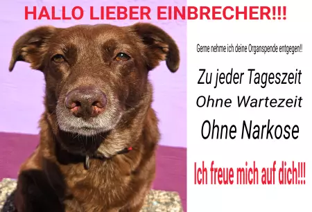 TierschildHunde HALLO LIEBER EINBRECHER Bild