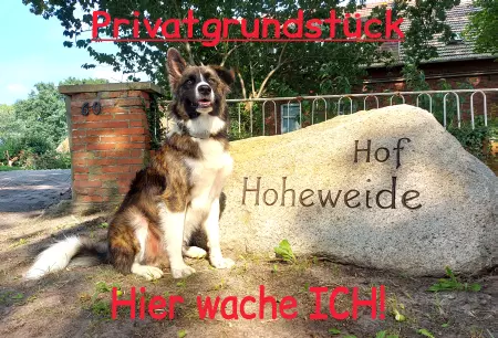 TierschildHunde Privatgrundstück Bild