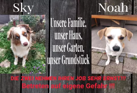 TierschildHunde Sky & Noah Bild