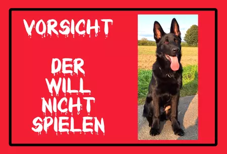 TierschildHunde VORSICHT - Der will nicht spielen Bild