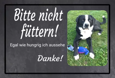 TierschildHunde Bitte nicht füttern! Bild