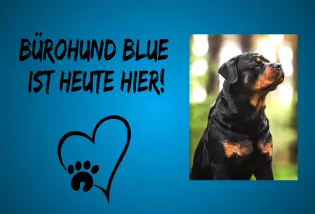 TierschildHunde Bürohund Blue ist heute hier! Bild