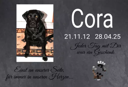 TierschildHunde Cora Bild