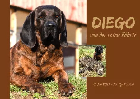 Tierschild Hunde DIEGO Bild