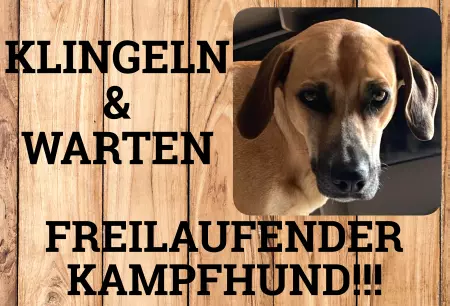 TierschildHunde Freilaufender Kampfhund!!! Bild