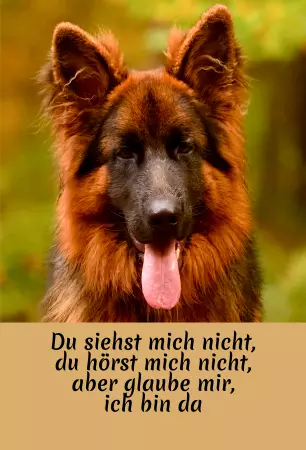 TierschildHunde Glaube mir, ich bin da Bild