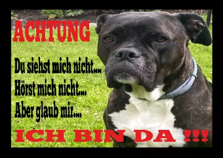 Tierschild Hunde ICH BIN DA !!!!! Bild