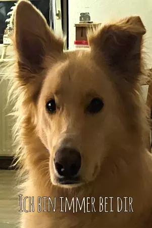 Tierschild Hunde Ich bin immer bei dir Bild