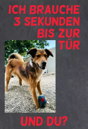 Tierschild Hunde Ich brauche 3 Sekunden ... Bild