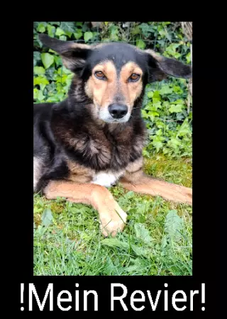 Tierschild Hunde Mein Revier Bild
