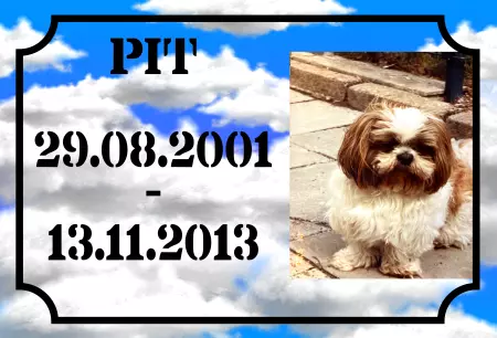 TierschildHunde PIT Bild