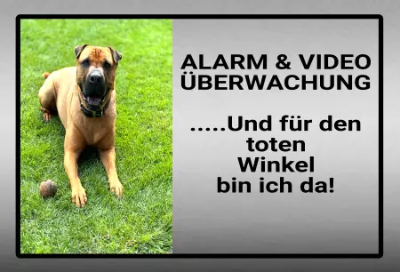 Tierschild Hunde ... Und für den toten Winkel bin ich da! Bild