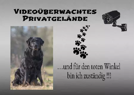 Tierschild Hunde ... und für den toten Winkel bin ich zuständig!!! Bild