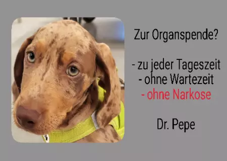 Tierschild Hunde Zur Organspende? Bild